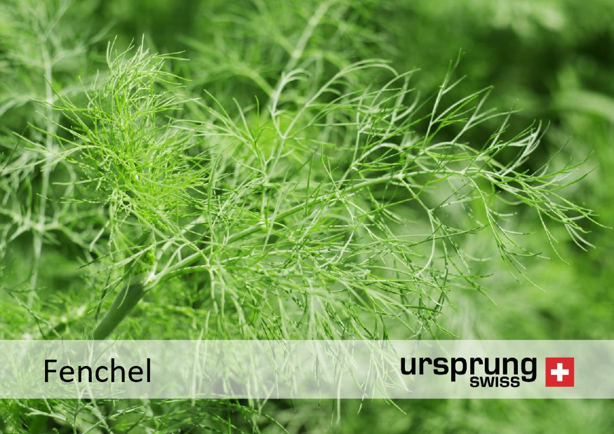 0344 Fenchel