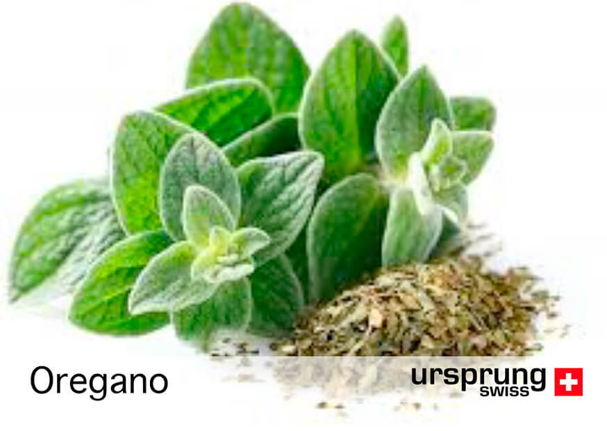 0316 Oregano